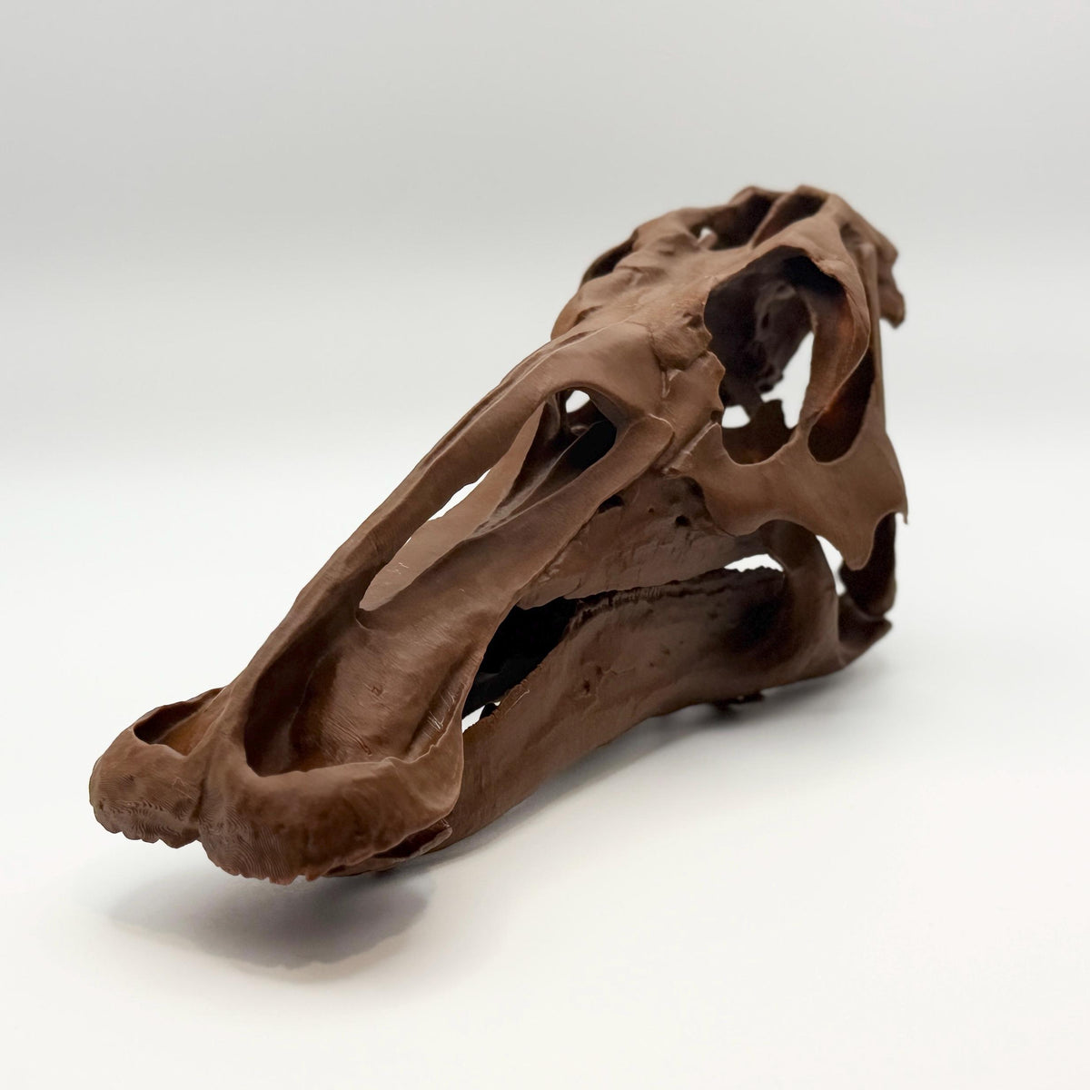 Edmontosaurus Skull Replica