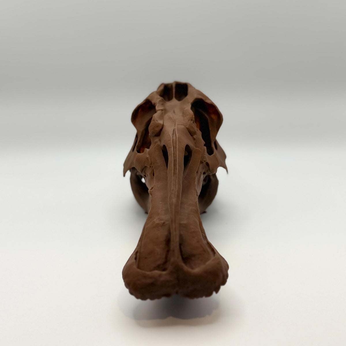 Edmontosaurus Skull Replica