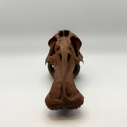 Edmontosaurus Skull Replica