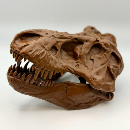 AMNH 5027 T-Rex Skull Replica