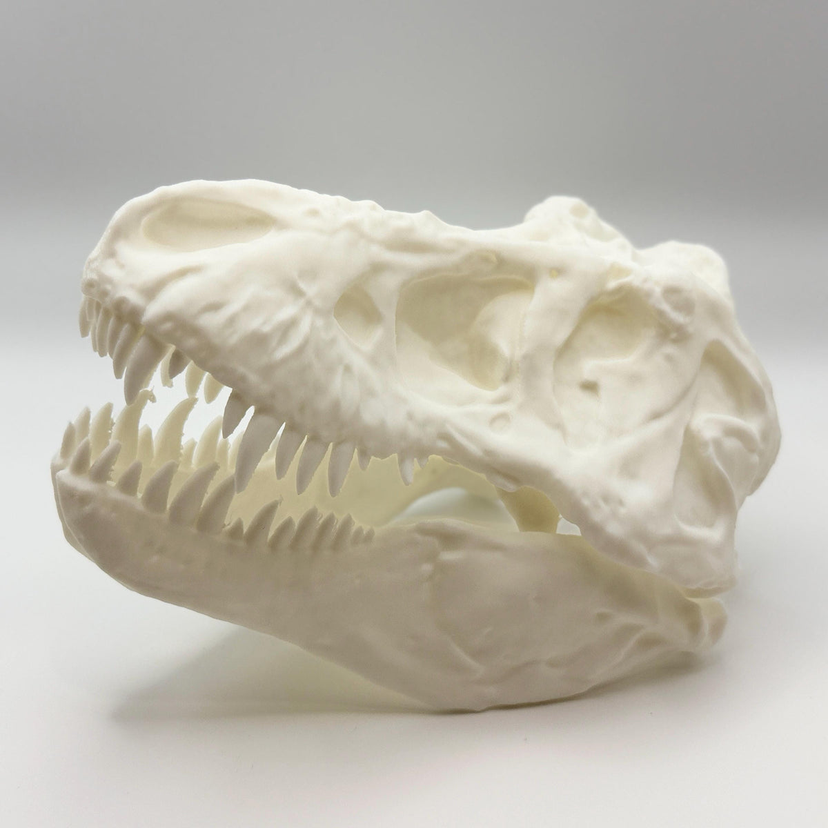 AMNH 5027 T-Rex Skull Replica