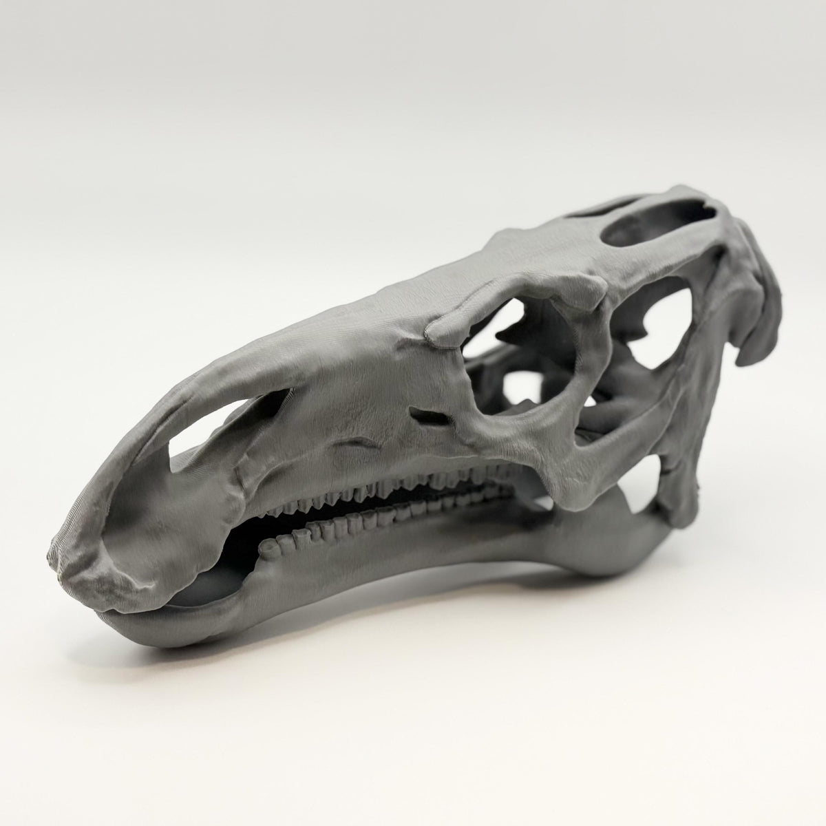 Iguanodon Skull Replica