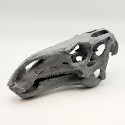 Iguanodon Skull Replica