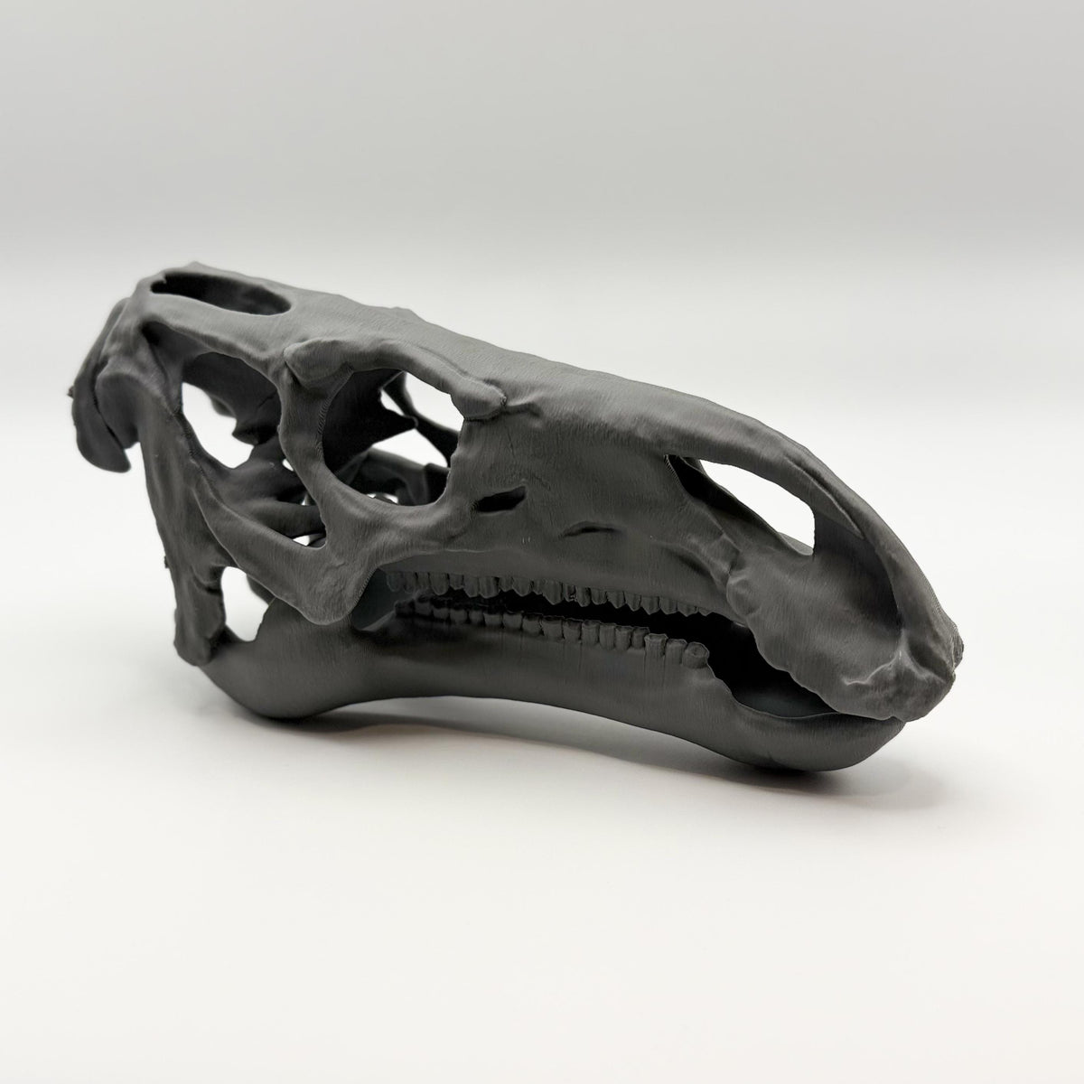 Iguanodon Skull Replica