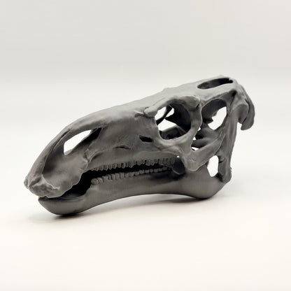 Iguanodon Skull Replica