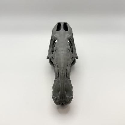 Iguanodon Skull Replica