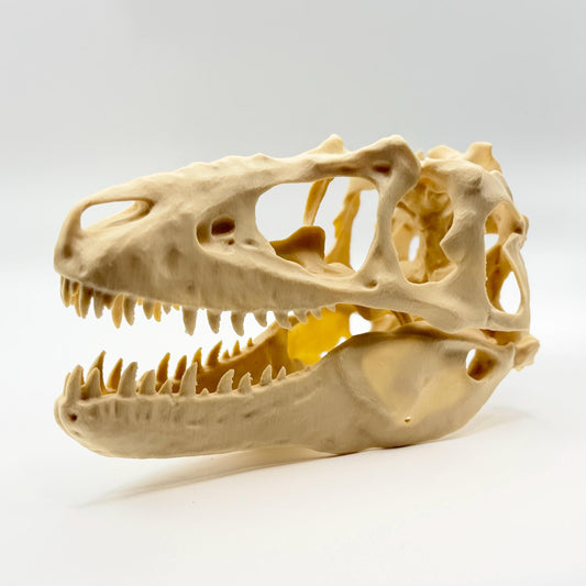 Teratophoneus Skull Replica