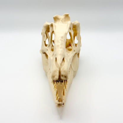 Teratophoneus Skull Replica