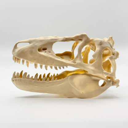 Teratophoneus Skull Replica