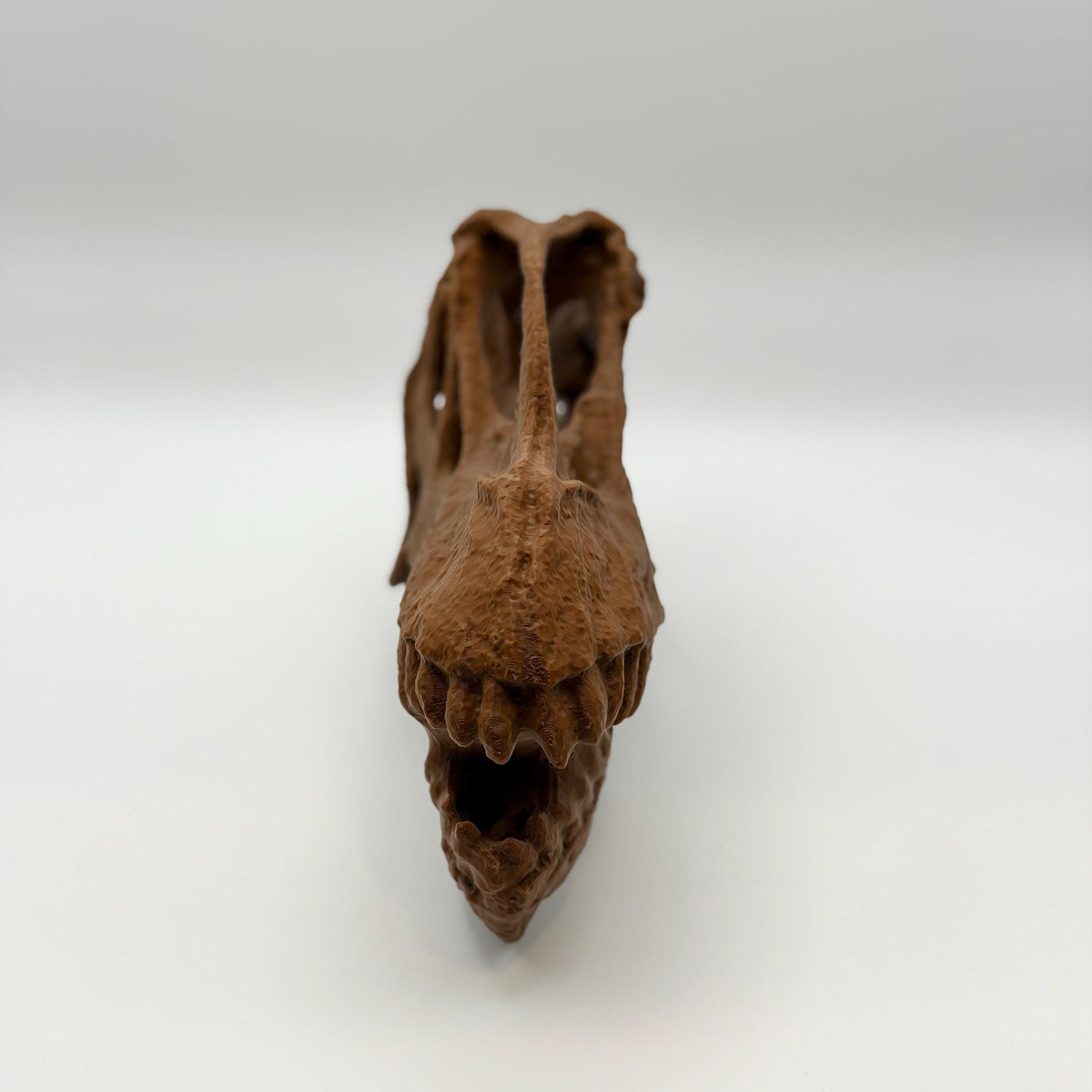 Camarasaurus Skull Replica