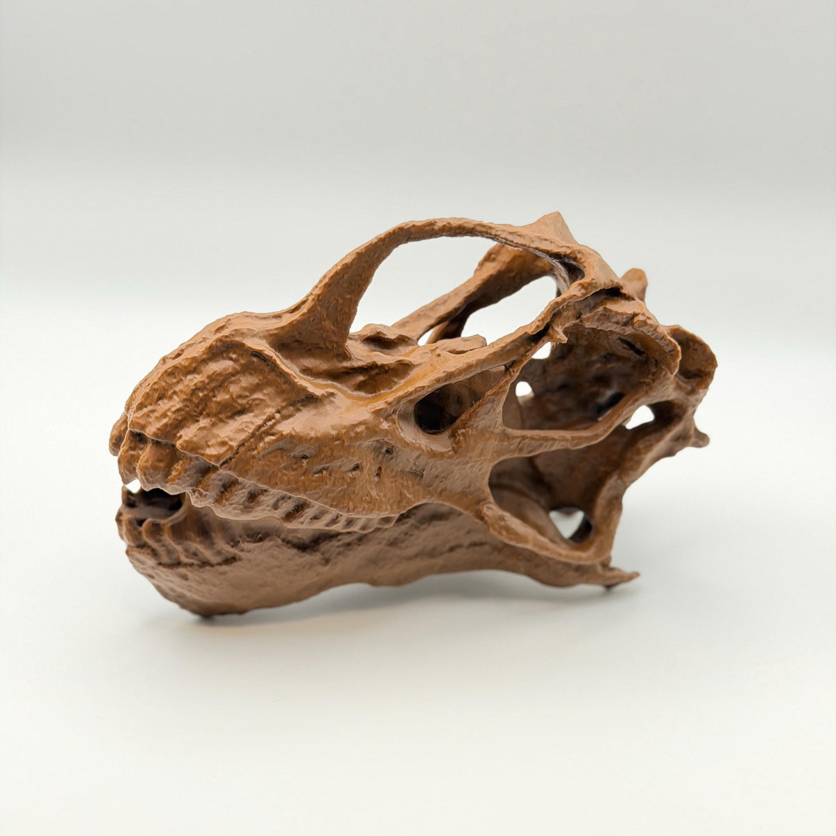 Camarasaurus Skull Replica