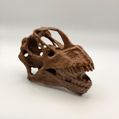 Camarasaurus Skull Replica