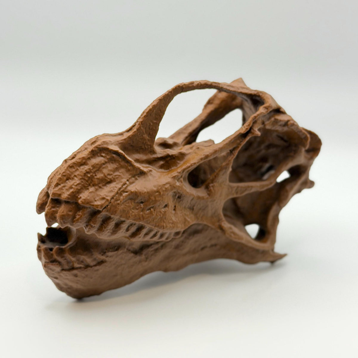 Camarasaurus Skull Replica