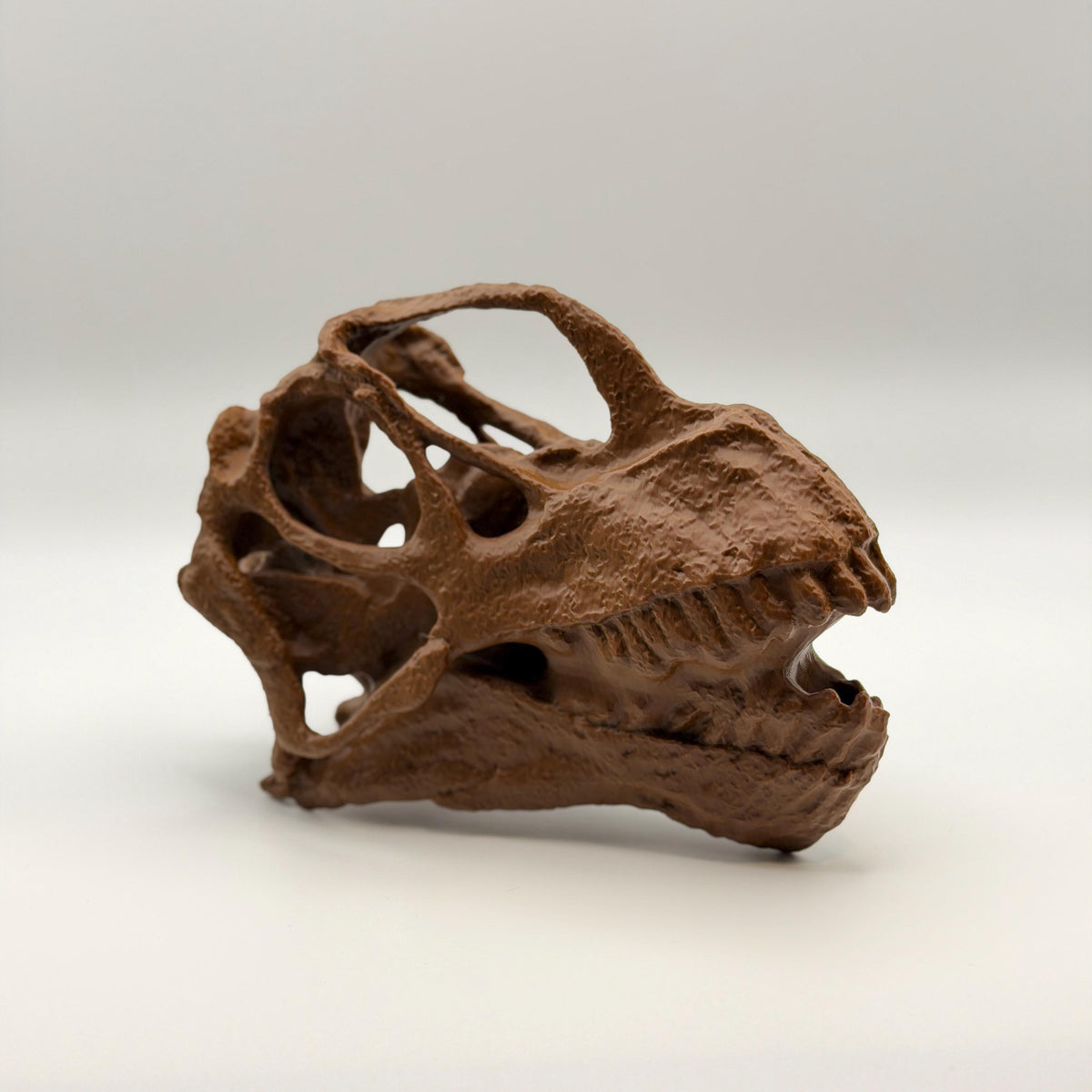 Camarasaurus Skull Replica