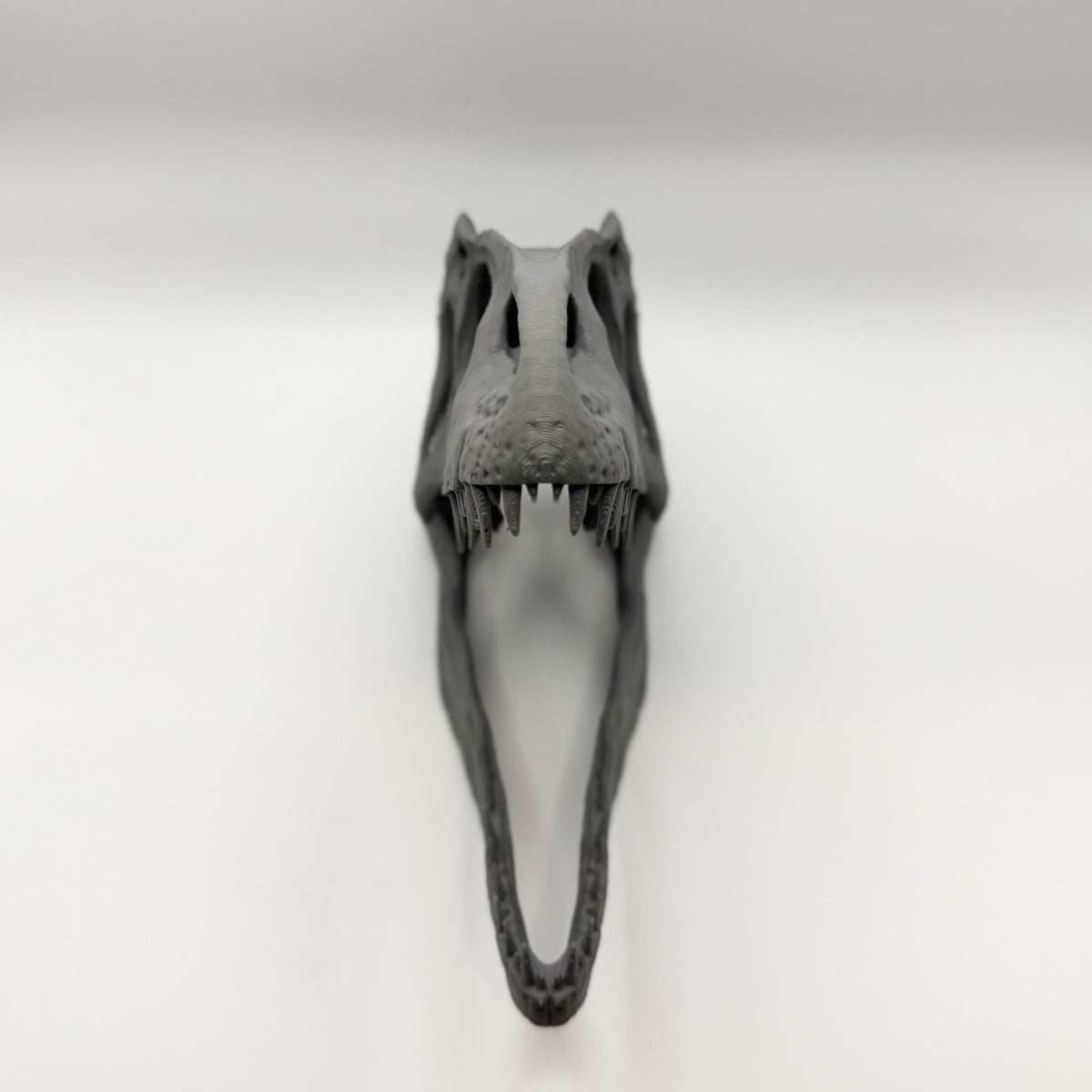 Allosaurus fragilis Skull Replica