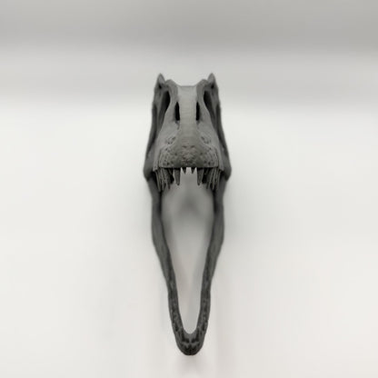 Allosaurus fragilis Skull Replica