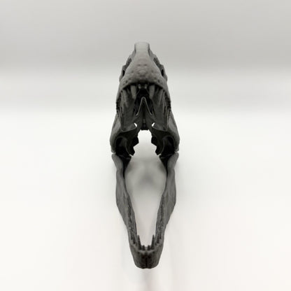 Allosaurus fragilis Skull Replica