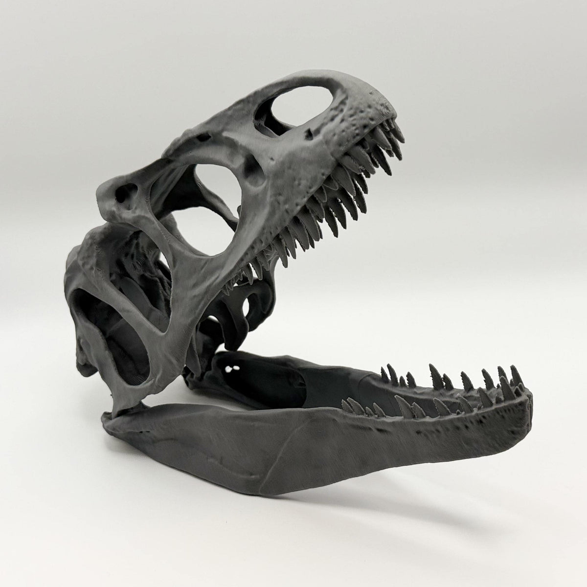 Allosaurus fragilis Skull Replica