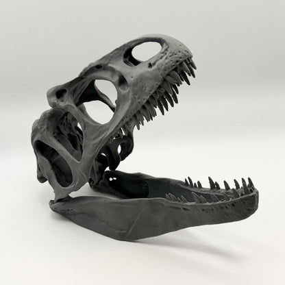Allosaurus fragilis Skull Replica