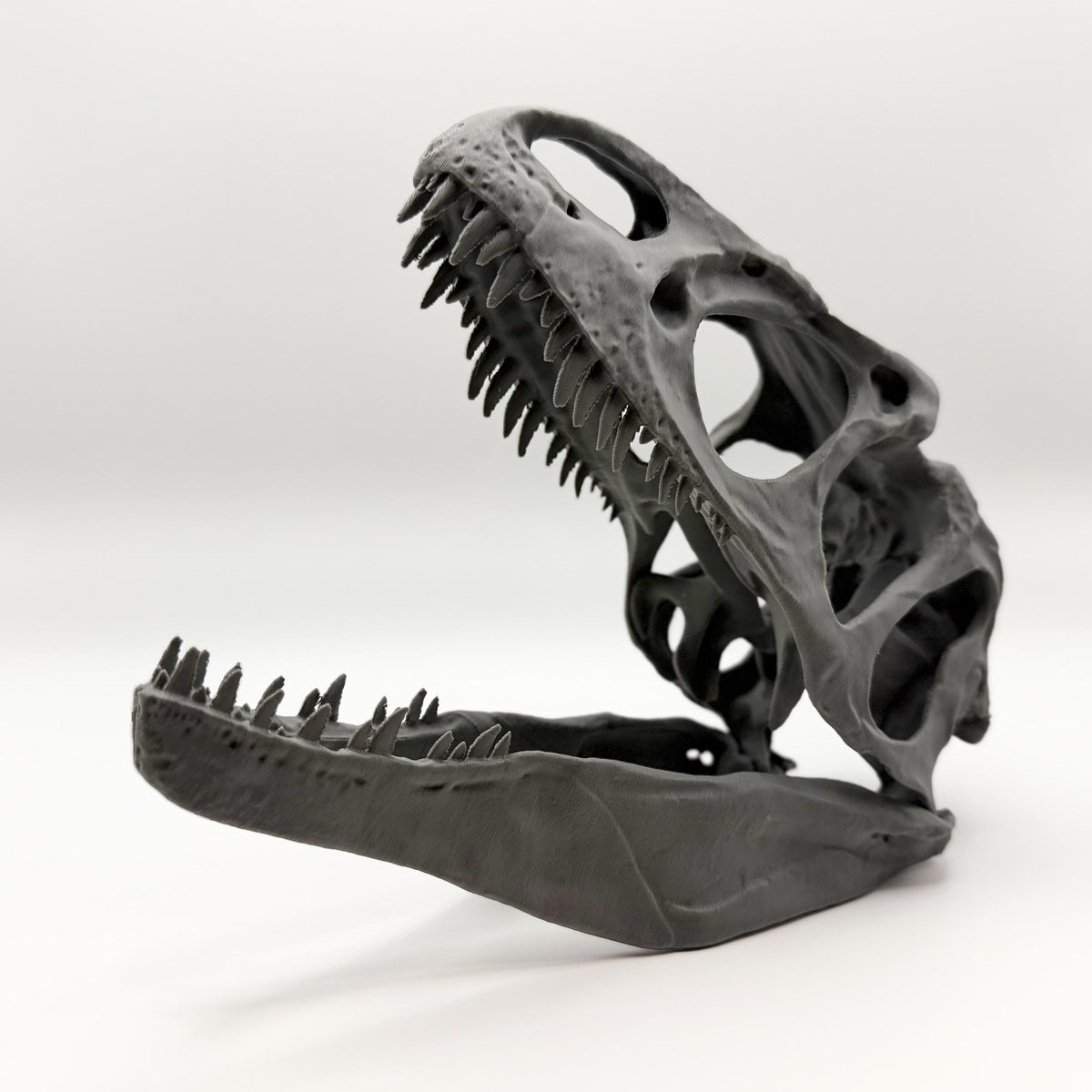 Allosaurus fragilis Skull Replica