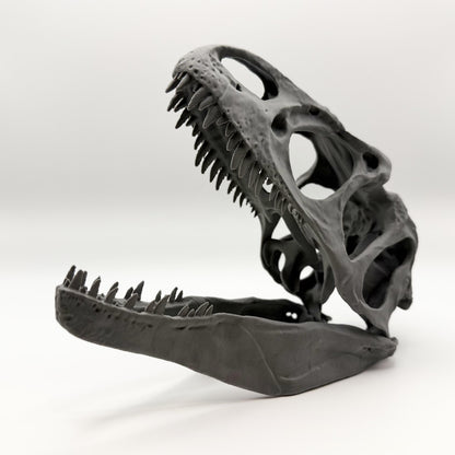 Allosaurus fragilis Skull Replica