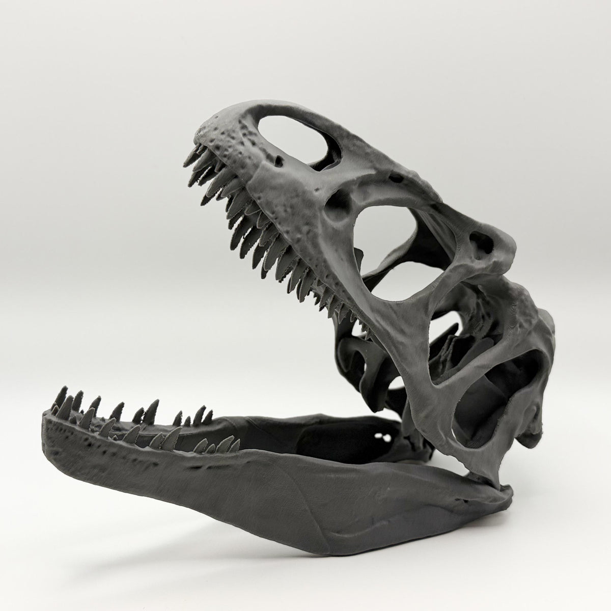 Allosaurus fragilis Skull Replica