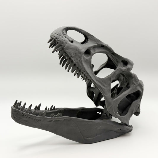 Allosaurus fragilis Skull Replica