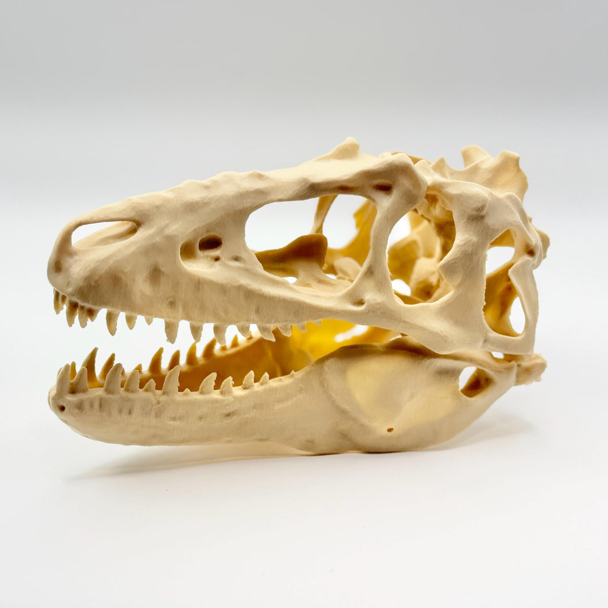 Teratophoneus Skull Replica