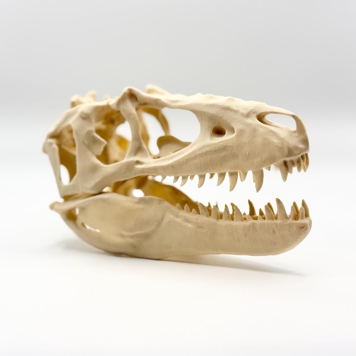 Teratophoneus Skull Replica