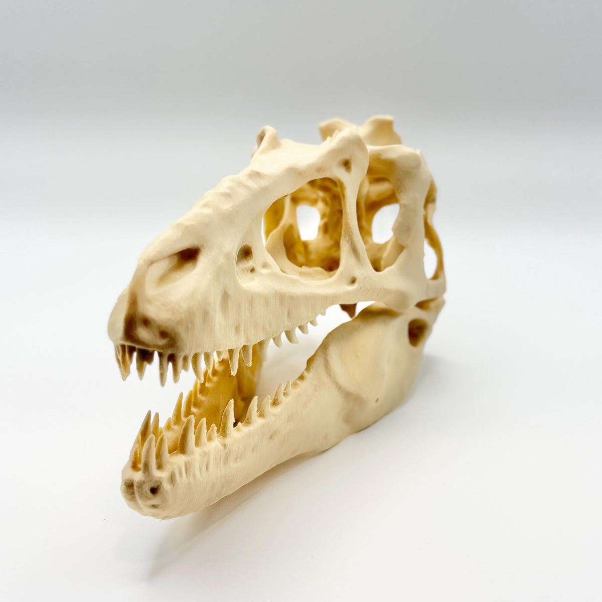 Teratophoneus Skull Replica