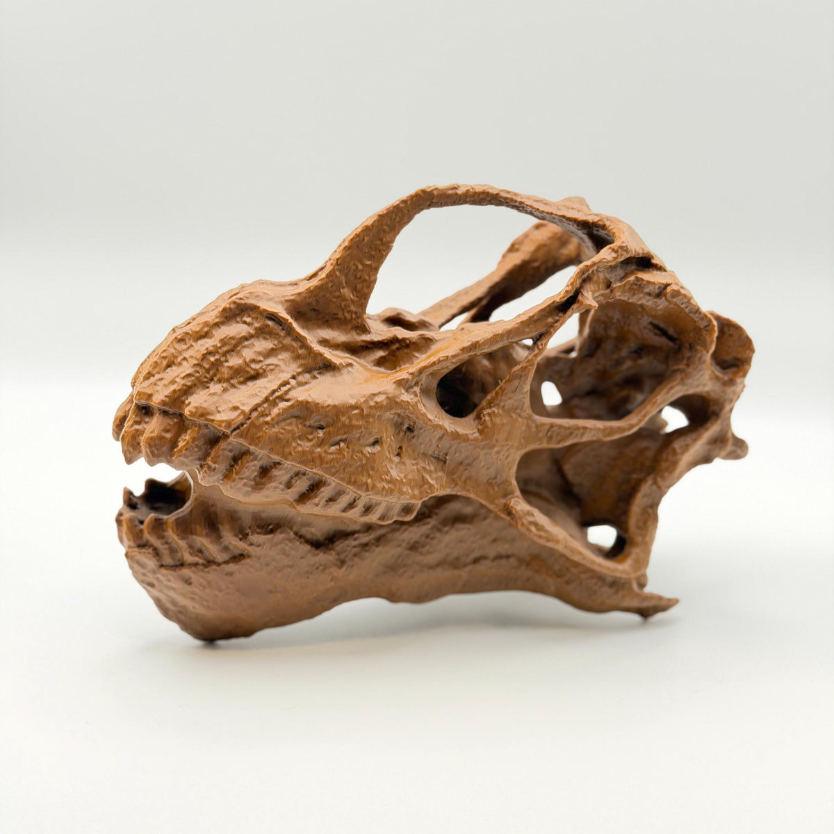 Camarasaurus Skull Replica
