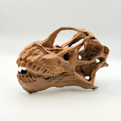 Camarasaurus Skull Replica