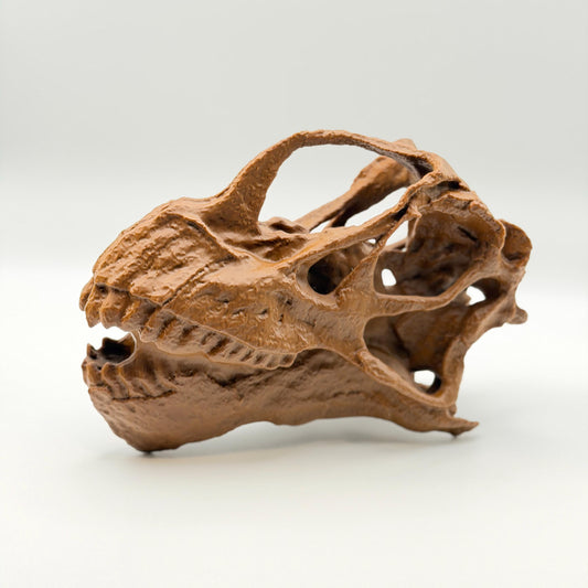 Camarasaurus Skull Replica