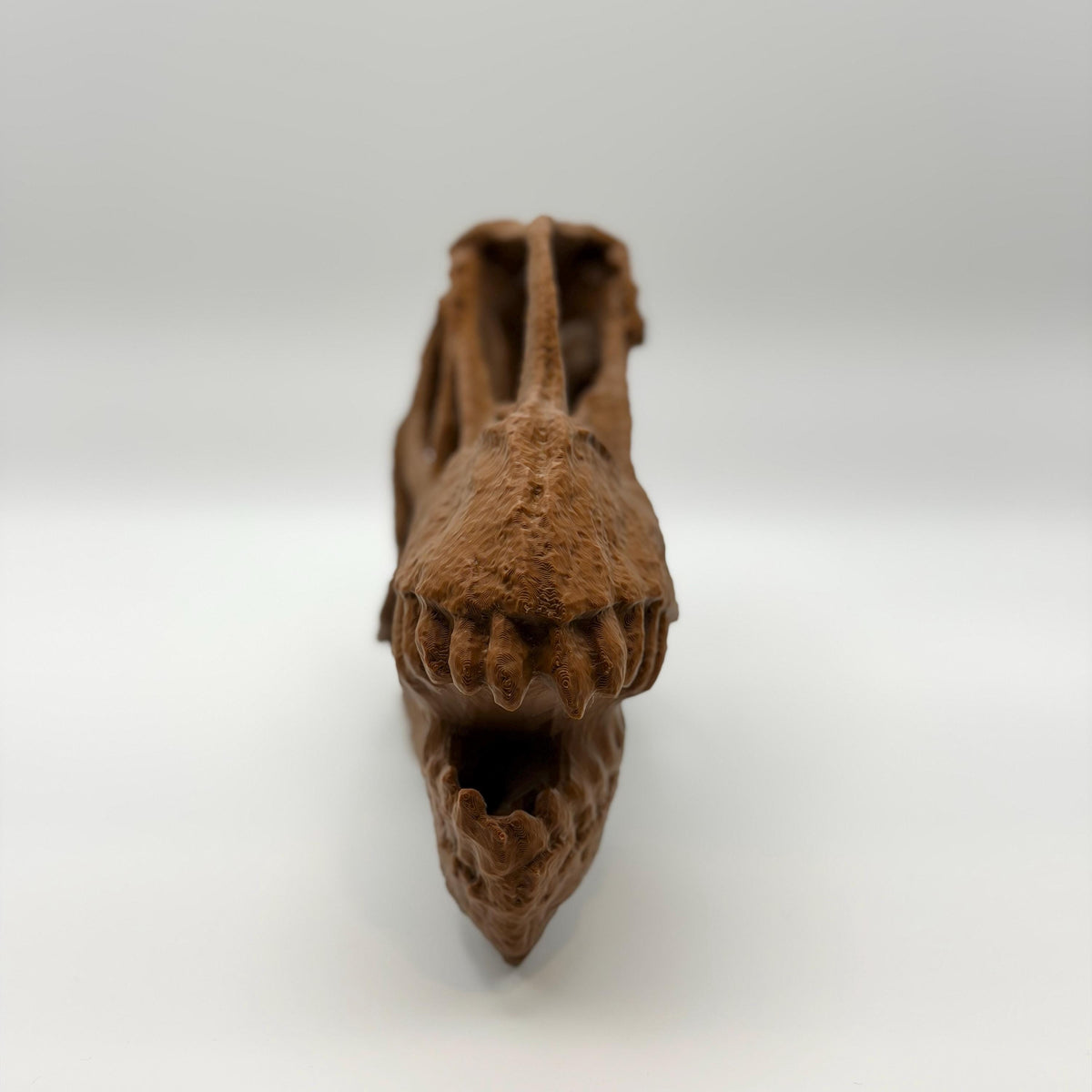 Camarasaurus Skull Replica