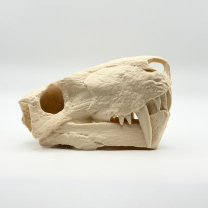 Inostrancevia skull replica angled view