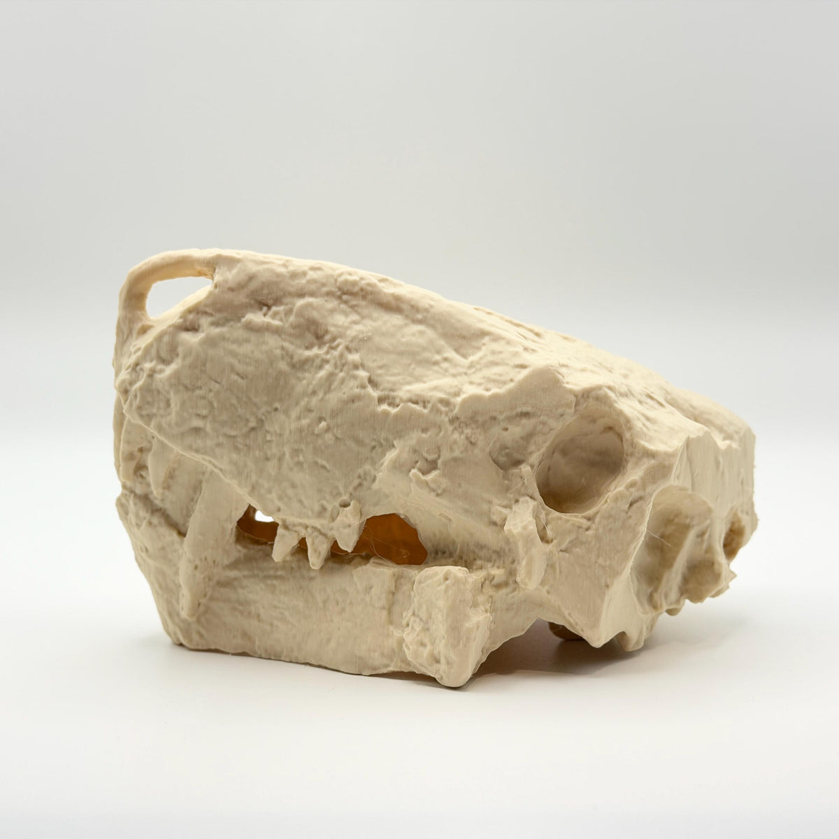Inostrancevia skull replica jaw and teeth detail
