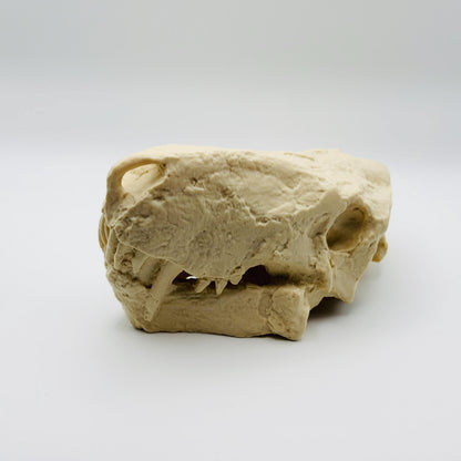 Inostrancevia skull replica size comparison