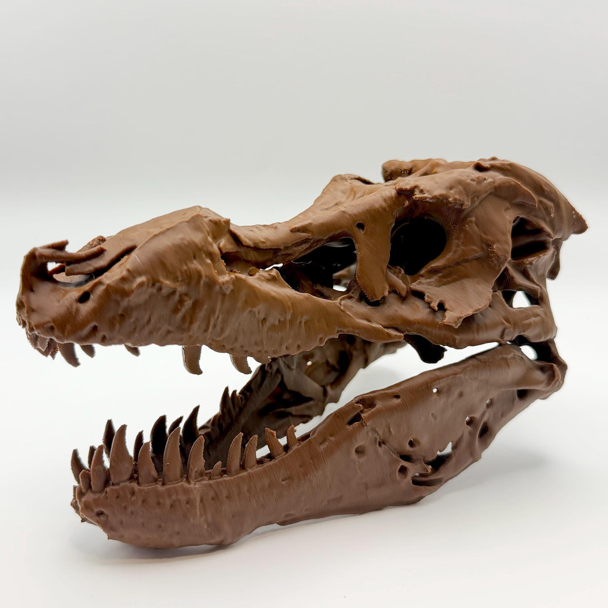 Sue T-Rex skull replica, fourth view