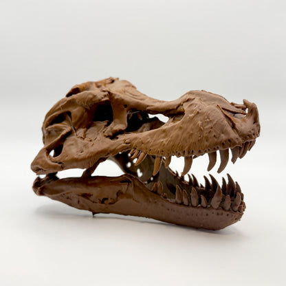 Sue T-Rex skull replica, second view