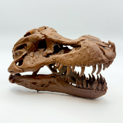 Sue T-Rex skull replica, fifth view