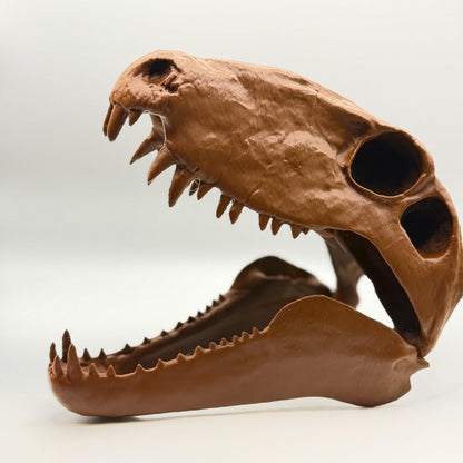 Dimetrodon skull replica, third view