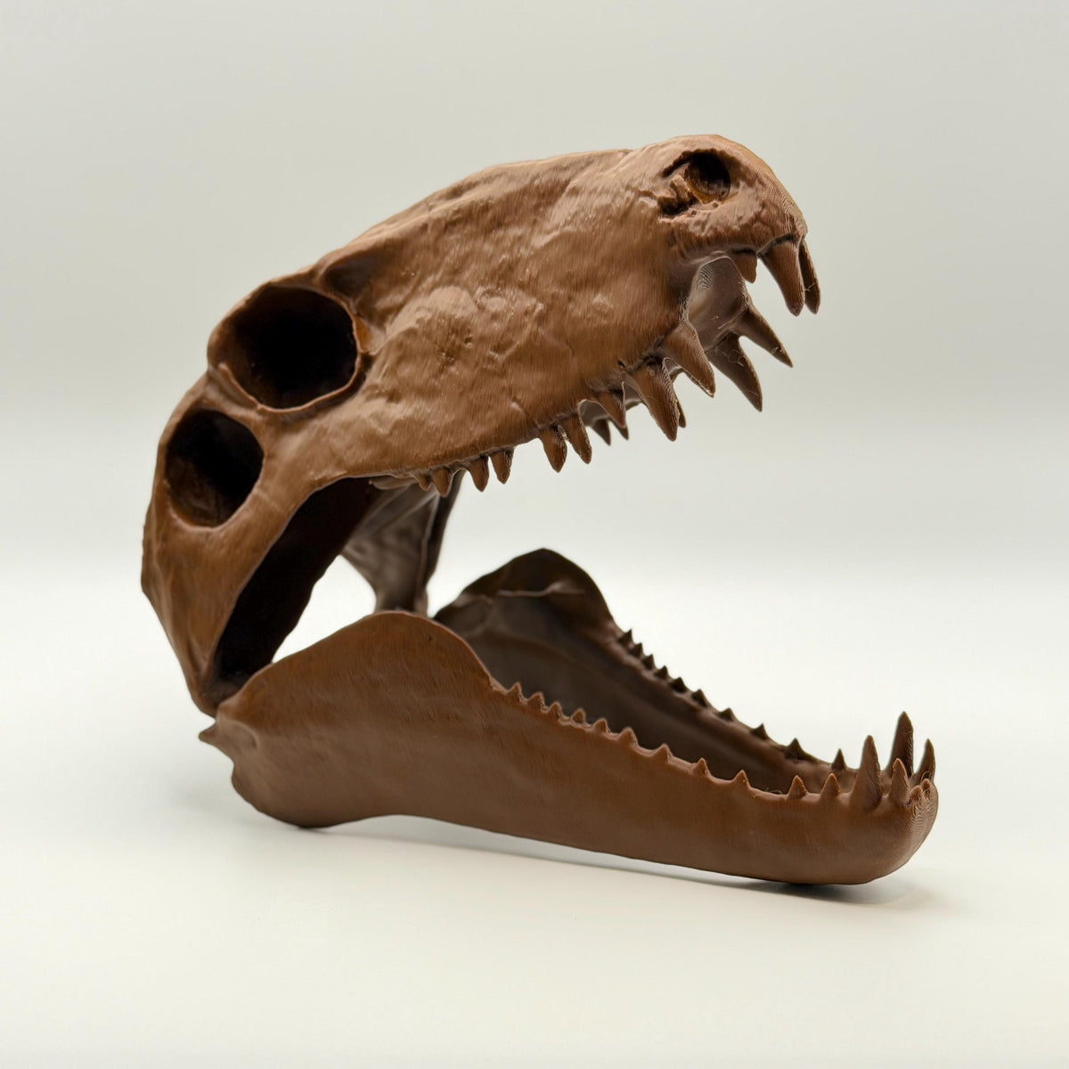 Dimetrodon skull replica, fourth view