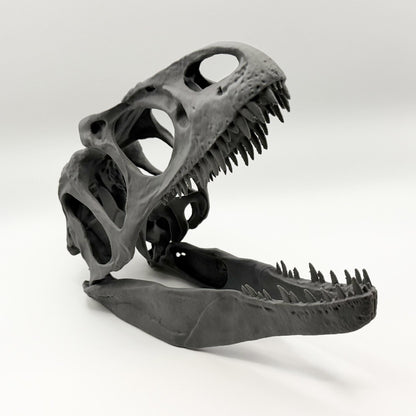 Allosaurus fragilis Skull Replica