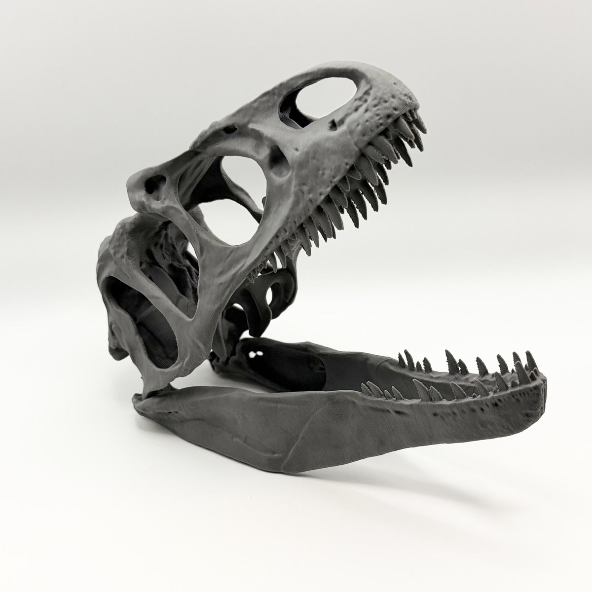Allosaurus fragilis Skull Replica