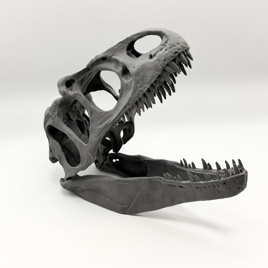 Allosaurus fragilis Skull Replica
