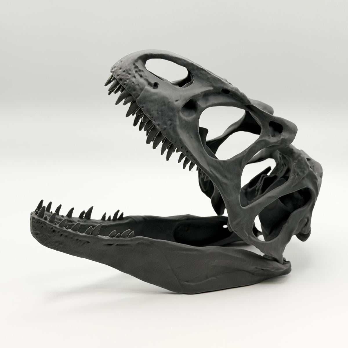 Allosaurus fragilis Skull Replica