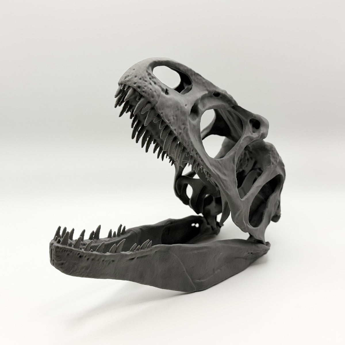 Allosaurus fragilis Skull Replica