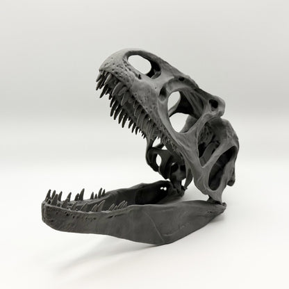 Allosaurus fragilis Skull Replica