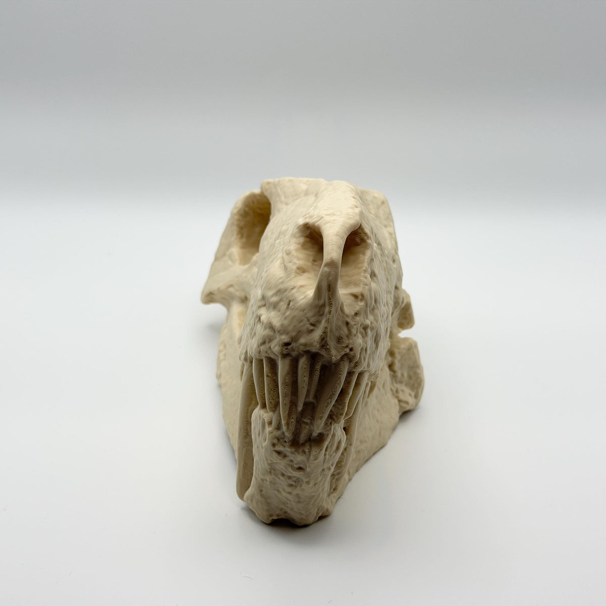 Inostrancevia skull replica colour options