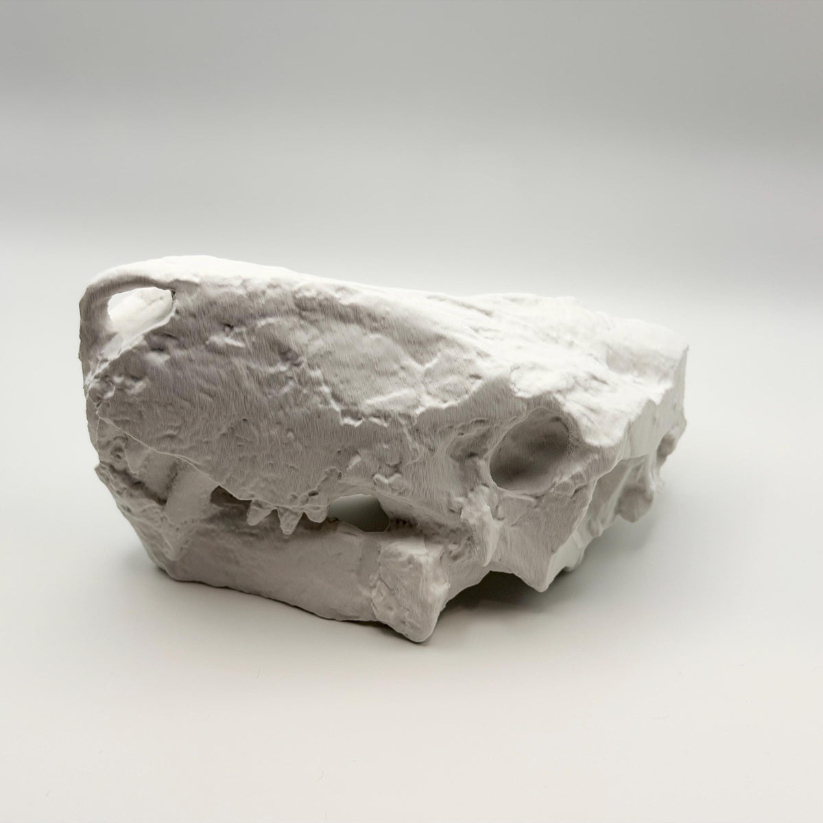 Inostrancevia skull replica displayed on a shelf